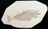 Bargain Mioplosus Fossil Fish #10807-2